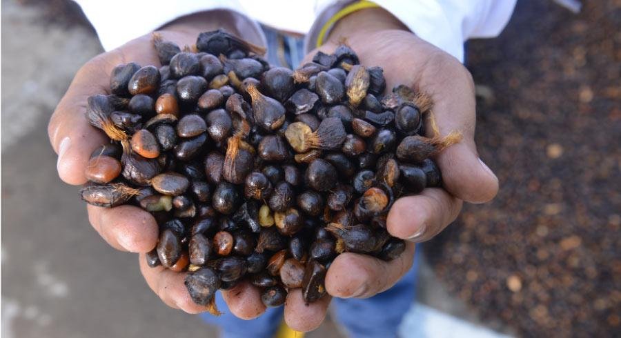 Palma de Aceite, palmicultura sostenible, sostenibilidad, aceite de palma, RSPO, Agricultura sostenible